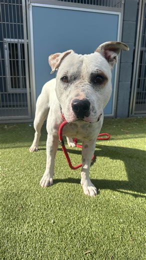 90 reactions · 13 comments | Meet Freckle!  Freckle (FKA Freckler)...