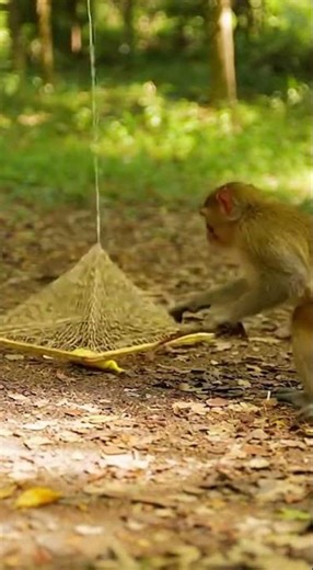How Does a Monkey Outsmart a Ground Trap in Seconds? 😅🐒 #animalshorts #rescue #danger