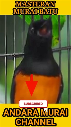 Daily Bird Sound Training – Improve Voice Instantly! 🚀🐦 BirdTraining #BirdSounds #shorts #trending