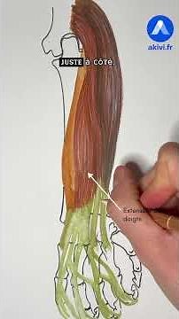 Anatomy of the Posterior Forearm Compartment