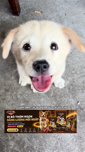 Call your dog and try this song now #viral #fyp #cat #pets #bicchemicalvietnam