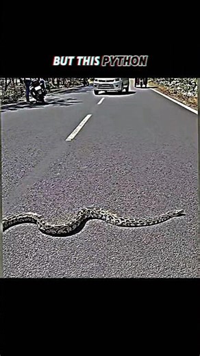 Others VS This python 🐍#viralshorts #viralytshorts #short #animalshorts #ytshorts #python #lion