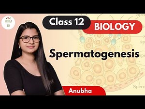 Class 12 - Spermatogenesis (NCERT)