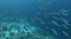 School of Mackerel swims in the water - Tropical underwater sea fishes