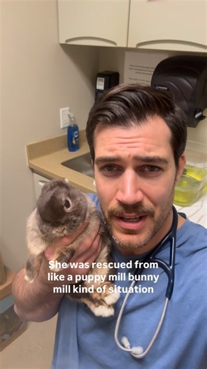 Dr. Evan Antin 🐾 on Instagram: "Netherland Dwarf Buns are undeniably cute their entire lives🐰‼️ @conejovet"