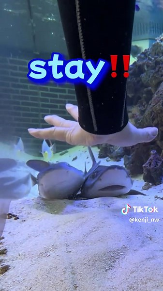 🦈This is the only shark training in the world. #helpsavesharks #Shark farming #サメ飼育 #How to train a shark #shark #サメ #エイラクブカ #Eagle Ray #ray #Marine aquarium #水族館 #Shark Show #Shark Training #サメ調教 #Shark Trainer #シャークトレーナー #dolphins #aquarium #pet #水槽メンテナンス掃除 #saltwater tank #海 #scuba diving #大阪旅行 #Japan Travel #Japanese #cute #NEOWAVE.OSAKA