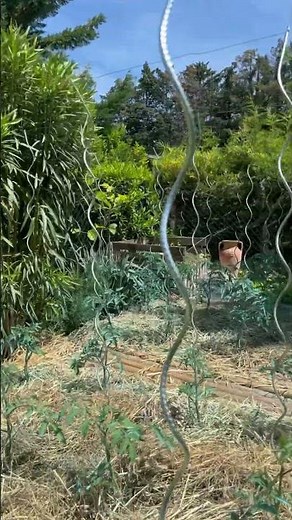 Tomates Avant la pluie : opération bouillie bordelaise 🌧️ 🍅