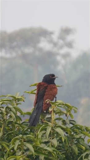 Sony 6100 Raw vs Edited pic easy Editing process #sony #sony6100 #camera #photoshop #photography