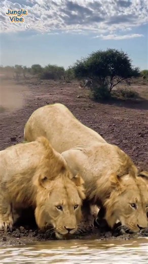 Twin Lions Sharing a Moment at the Waterhole in the African Wild