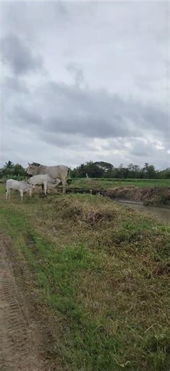 Welcome to my province #filipina #farm #girl #trending #shorts #shortfeed #song #shortvideo