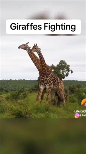 Giraffes Use More Than 50 Muscles To HIT!🦒✨ #giraffe #fighting | The Furry Animal