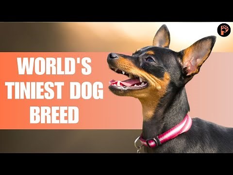 Prague Ratter Dog Breed - Facts - Traits - Health
