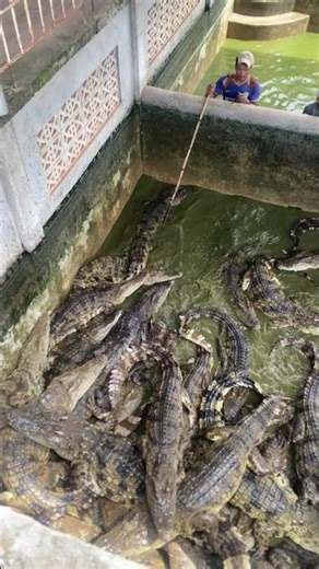 Take a crocodile by using this technique