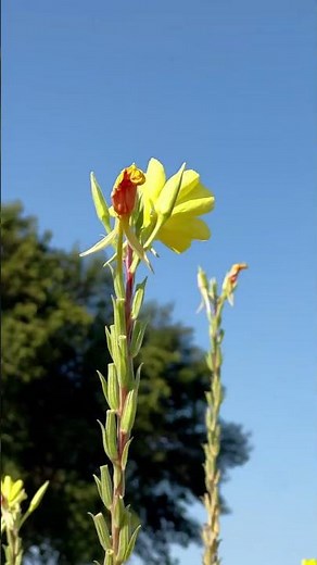 Incredible plant facts about the evening primrose. It has gone to space and it reacts to sound.