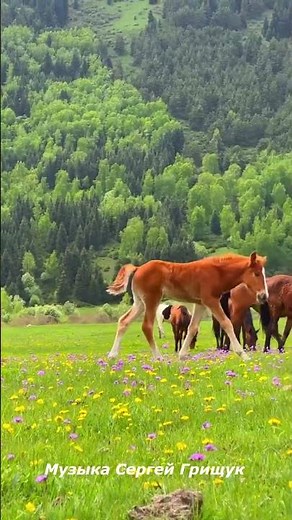 Красивая Музыка для Отдыха ,,ТИХАЯ ГАВАНЬ ДУШИ,, #музыкасергейгрищук #музыкадлядуши