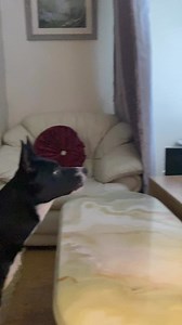 When Dorothy shouts for help Barney jumps into action | Stephen Kelleher