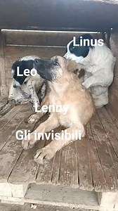 8.8K views · 633 reactions | FROSINONE Rispondo solo messaggi...