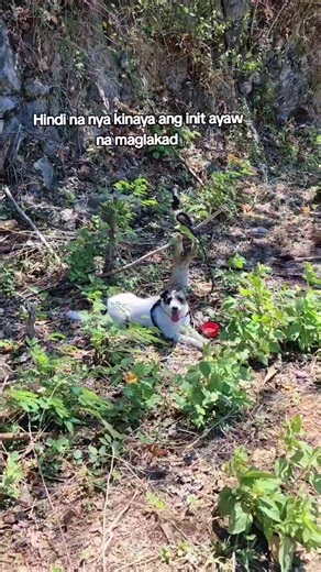 Disney Princess yarn 🐶