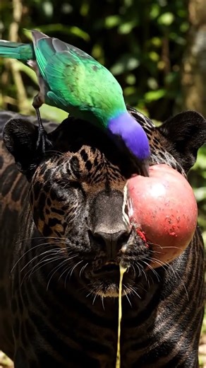 Unreal Wildlife Moment — Jaguar Gets Surprising Help!