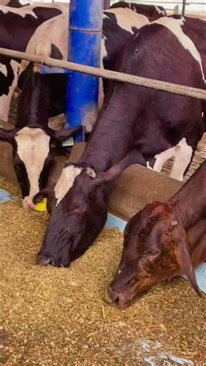 🐄 Amazing Dairy Farming | Modern Cow Farm & Fresh Milk Production