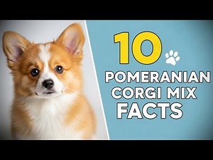 10 Fun Facts About the Adorable Corgipom (Corgi + Pomeranian Mix)! 🐾