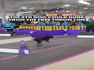 Dog Competitions Look So Exciting  (VIDEO)