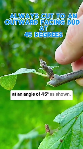 Cherry Tree Pruning: A Quick 3-Step Guide