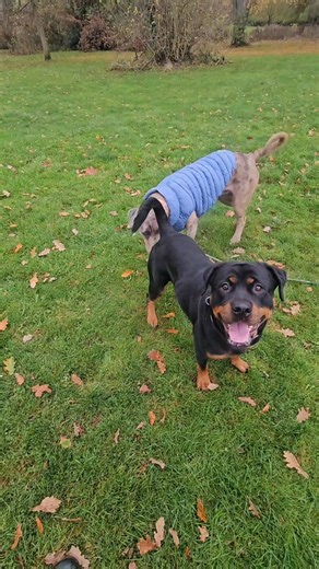 I’ve spent over a year pairing Thalia with our clients’ dogs, many of whom are too boisterous or too aroused to safely interact with others. In our videos you will hear me verbally interrupt the corrections I deem too much and praise the corrections I consider valid and fair. She knows that if the interaction becomes too much for her, I will step in and do the corrections for her. I have monitored every interaction closely, regulating her behaviour and shaping her into a balanced, confident fema