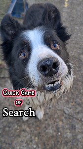 A Border Collie Game - Search | FetchKing