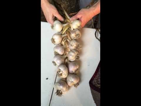 Garlic braiding
