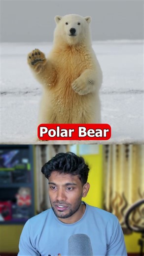 Which Animal Eats the MOST Meat in a Day?