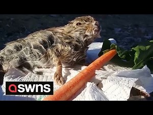 US man rescues a bunny from drowning in his pool | SWNS
