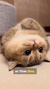 213K views · 10K reactions | 8 Signs You're Deep in Cat Parent Life  | Cat Life - Part 2 #cats | Catsky Designs | Facebook