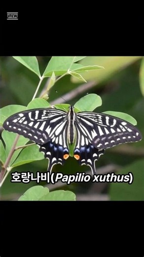 [식물보호기사] 화려한 불청객: 호랑나비 #식물보호기사 #식물보호기사실기 #식물막장드라마
