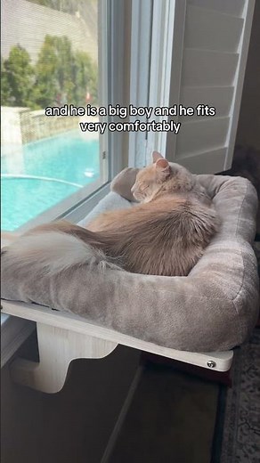 These are the most amazing cat beds