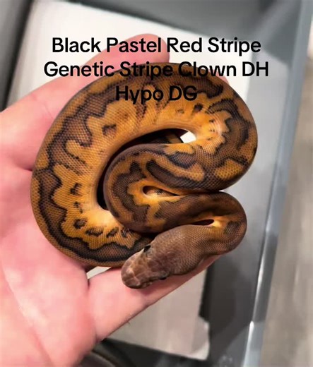 Now look at this Black Pastel Red Stripe Genetic-Stripe Clown DH Hypo DG female 😏🔥🐍 #ballpython #ballpythonbreeder #snake #reptile #gamechanger ballpythonmorphs reptile reptiles reptilelover animal lover ballpythonsofig herps herpetology snakes ballpython ballpythons pythons royalpython royalpythons snakesofig exoticpets gamechanger reptichip