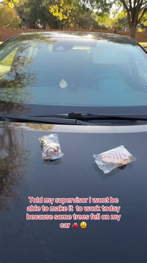 Trees Fell on My Car: A Holiday Mishap