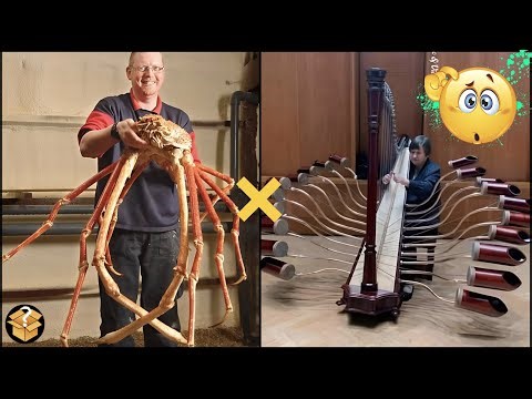 10 Datos Random Que NO Sabias Hace 5 Minutos 🧠🤯 #curiosidades