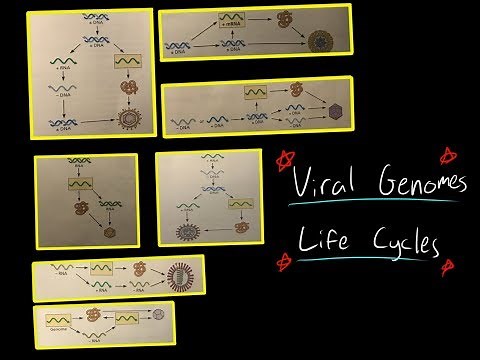 Viral Genomes and Virus Life cycle (dsDNA, ssDNA, dsRNA, ssRNA, + - sense) READ LINK BELOW BEFORE!!!