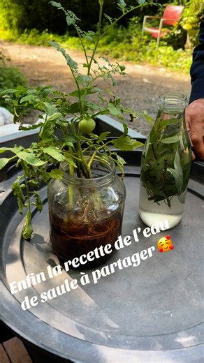 Comment fabriquer de l’eau de saule pour réussir et bouturer tous vos arbres plantes fleurs ? | Christophe Peche