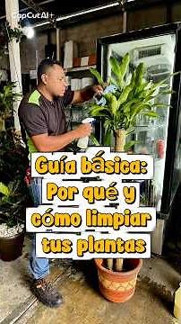 Guía básica sobre la limpieza de las hojas de las plantas 🪴 #jardineria #plantas #jardin