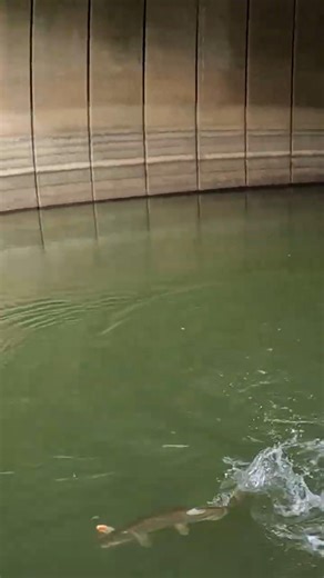 Taking Pet Musky for A Walk #fishing #muskyfishing #fish