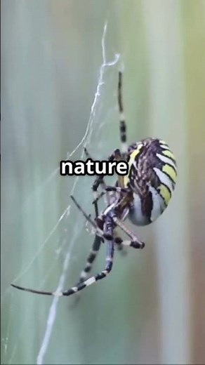 How did spiders evolve to weave webs #facts #spiders #insects