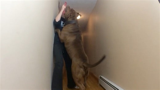 180lbs HULK is a beast of a dog! #reels #dog #bigboy #thehulk | DarkDynastyK9s