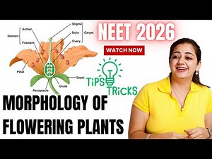 Morphology of Flowering Plants Class 11 | NEET 2026 | NCERT Biology Chapter 5 Full Explanation, Tips