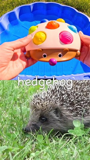 Learn with Toys | Animal Names for Kids: Hedgehog Bear Panda Tiger Gorilla