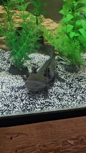 Axolotl Feeding Time: Watch These Adorable Creatures