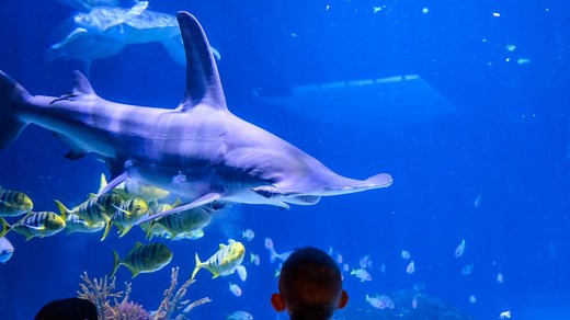 Great hammerhead shark dies at New Jersey’s Adventure Aquarium
