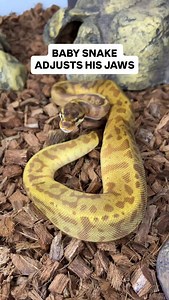 10K views · 2.2K reactions | Baby Ball Python Adjusting His Jaws After Feeding | BALLS of FURY | Facebook