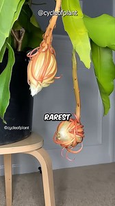 4M views · 57K reactions | The Flower That Blooms Only at Night! #facts #Amazing #flowers #trivia | BERN.ph | Facebook